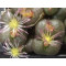 C.obcord.ceres (Patatsrivier) - Seed